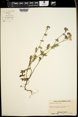 Phacelia hirsuta image