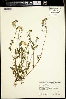 Phacelia hirsuta image