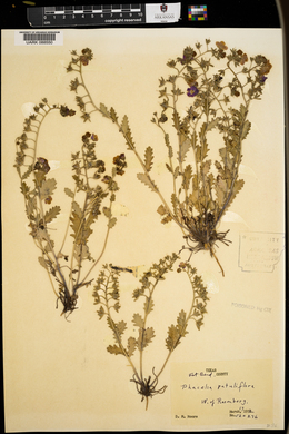 Phacelia patuliflora image