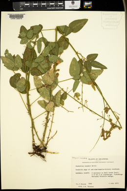 Desmodium tweedyi image