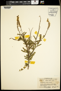 Eysenhardtia texana image