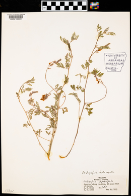 Indigofera miniata image