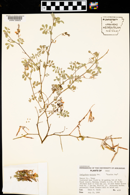 Indigofera miniata image