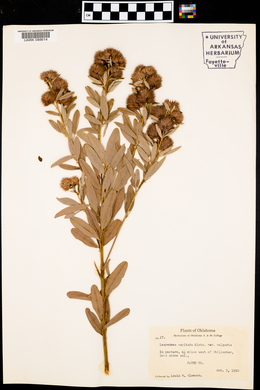 Lespedeza capitata var. vulgaris image