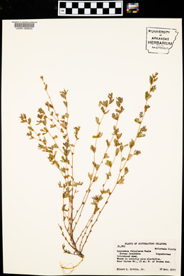 Lespedeza stipulacea image