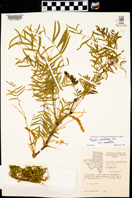 Prosopis glandulosa image