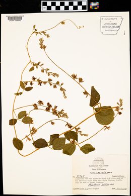 Rhynchosia latifolia image