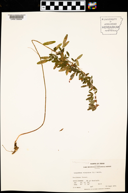 Lespedeza virginica image