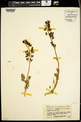 Lupinus havardii image