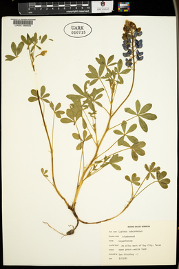 Lupinus subcarnosus image