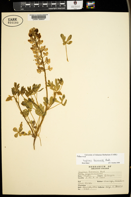 Lupinus texensis image