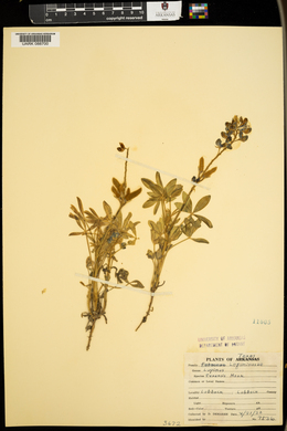 Lupinus texensis image