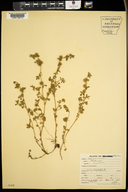 Medicago minima image