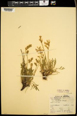 Oxytropis lamberti image