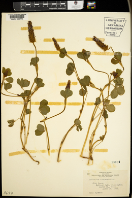 Trifolium incarnatum image