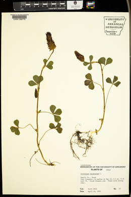 Trifolium incarnatum image