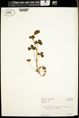 Trifolium incarnatum image