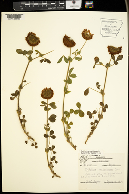 Trifolium reflexum image