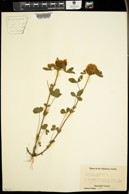 Trifolium reflexum image