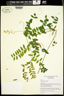Vicia caroliniana image