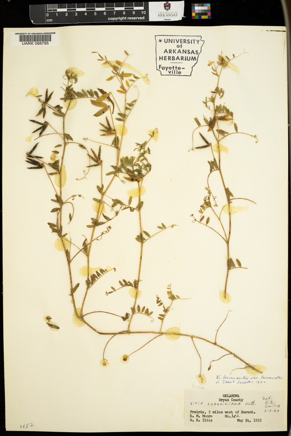 Vicia leavenworthii var. leavenworthii image