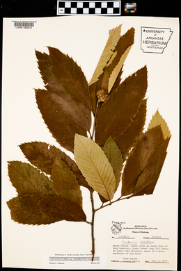 Castanea pumila var. ozarkensis image