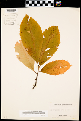 Castanea pumila var. ozarkensis image