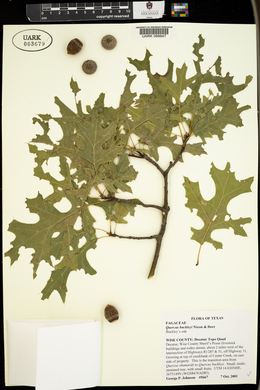 Quercus buckleyi image