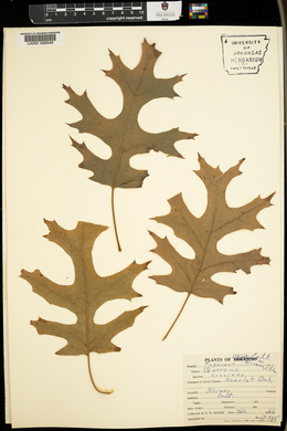 Quercus coccinea image