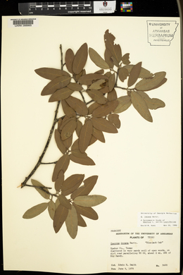 Quercus incana image