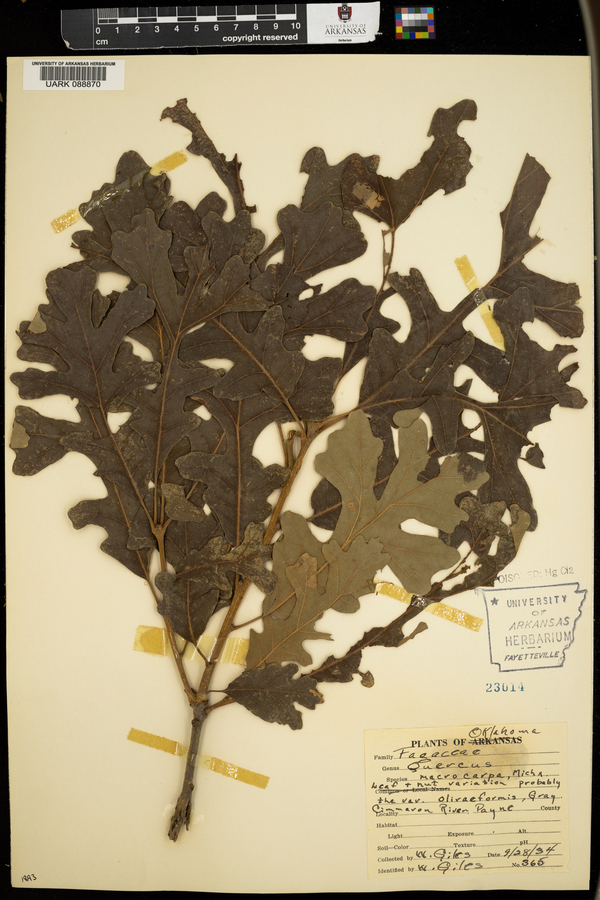 Quercus macrocarpa var. oliviformis image