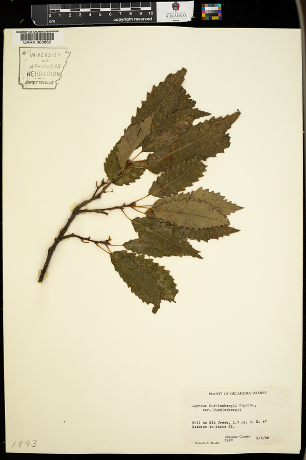 Quercus muehlenbergii var. muehlenbergii image