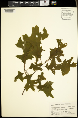 Quercus palustris image