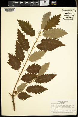 Quercus prinoides image