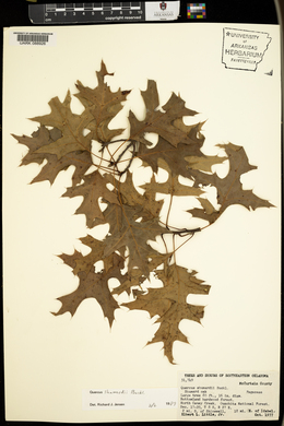 Quercus shumardii image