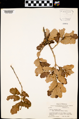 Quercus sinuata var. breviloba image