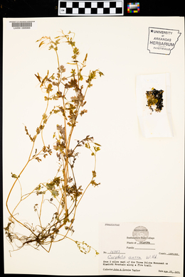 Corydalis aurea image