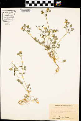 Corydalis flavula image