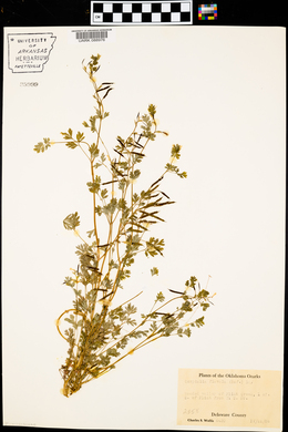 Corydalis flavula image