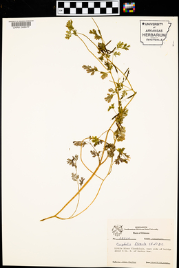 Corydalis flavula image