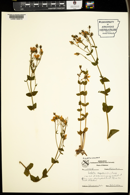 Sabatia angularis image