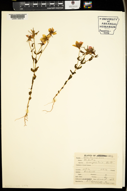 Sabatia campestris image