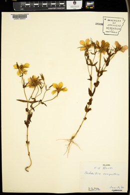 Sabbatia campestris image