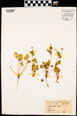 Erodium texanum image