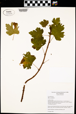 Ribes cynosbati image