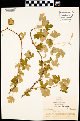 Ribes odoratum image