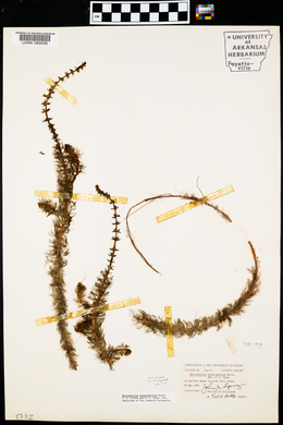 Myriophyllum heterophyllum image