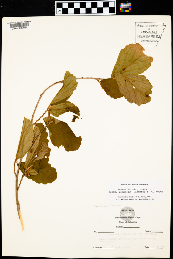 Hamamelis virginiana subsp. vernalis image