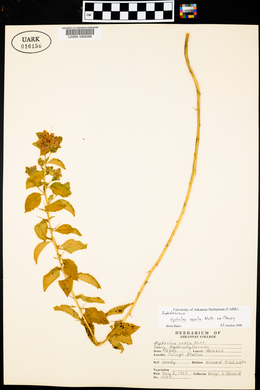 Hydrolea ovata image