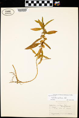 Hydrolea uniflora image